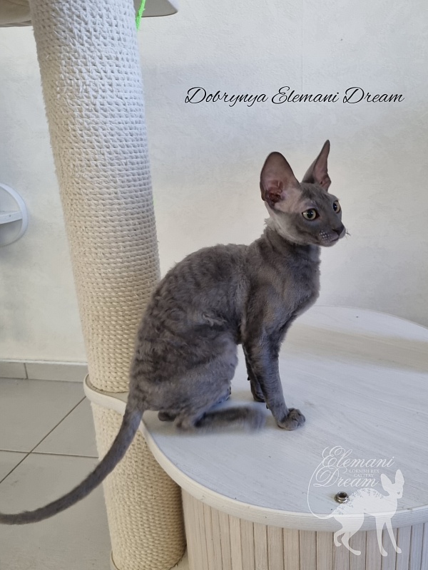 Dobrynya Elemani Dream - Котенок корниш-рекс 4 месяца