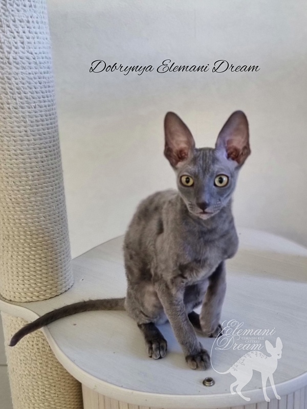 Dobrynya Elemani Dream - Котенок корниш-рекс 4 месяца