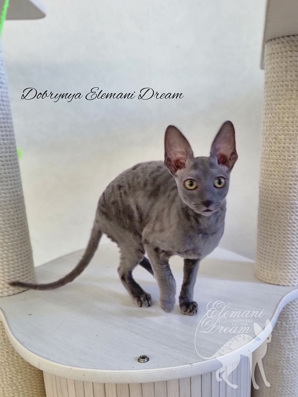 Dobrynya Elemani Dream - Котенок корниш-рекс 4 месяца