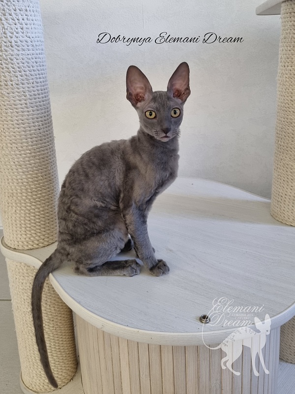 Dobrynya Elemani Dream - Котенок корниш-рекс 4 месяца
