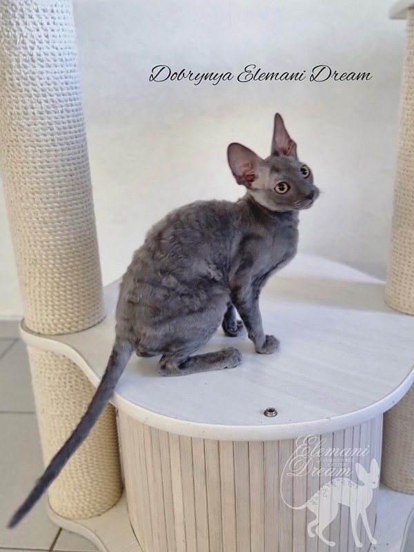 Dobrynya Elemani Dream - Котенок корниш-рекс 4 месяца