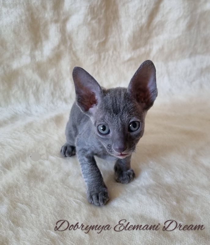 Dobrynya Elemani Dream - Котенок корниш-рекс 1 месяц 0,5 недель