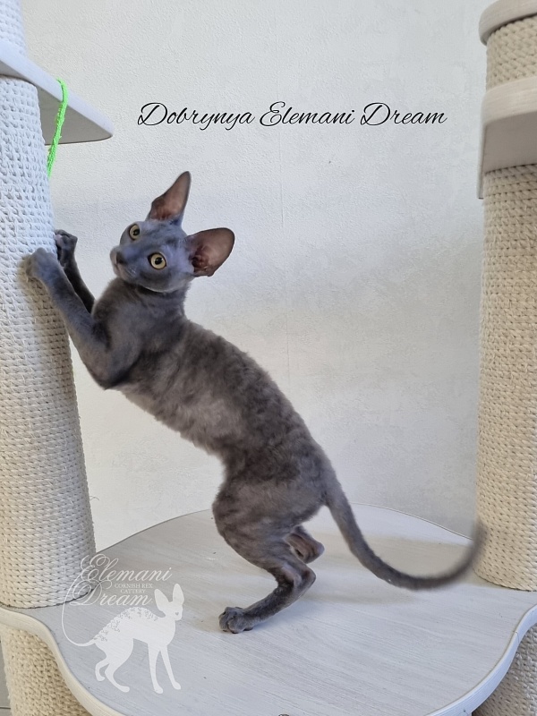 Dobrynya Elemani Dream - Котенок корниш-рекс 4 месяца