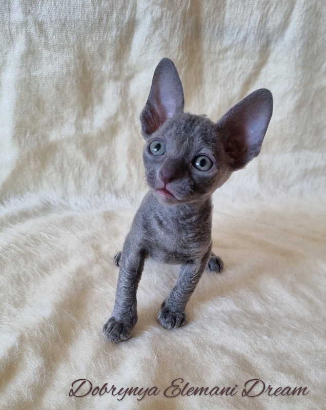 Dobrynya Elemani Dream - Котенок корниш-рекс 1 месяц 0,5 недель