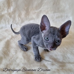 Dobrynya Elemani Dream