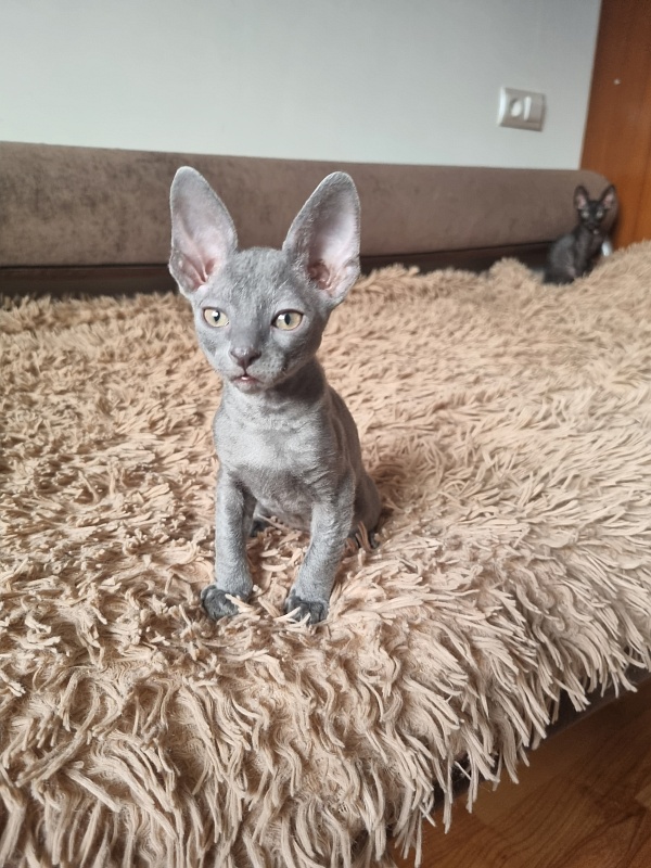 Dobrynya Elemani Dream - Котенок корниш-рекс 1 месяц 3,5 недели