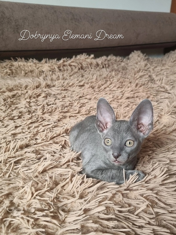 Dobrynya Elemani Dream - Котенок корниш-рекс 1 месяц 3,5 недели