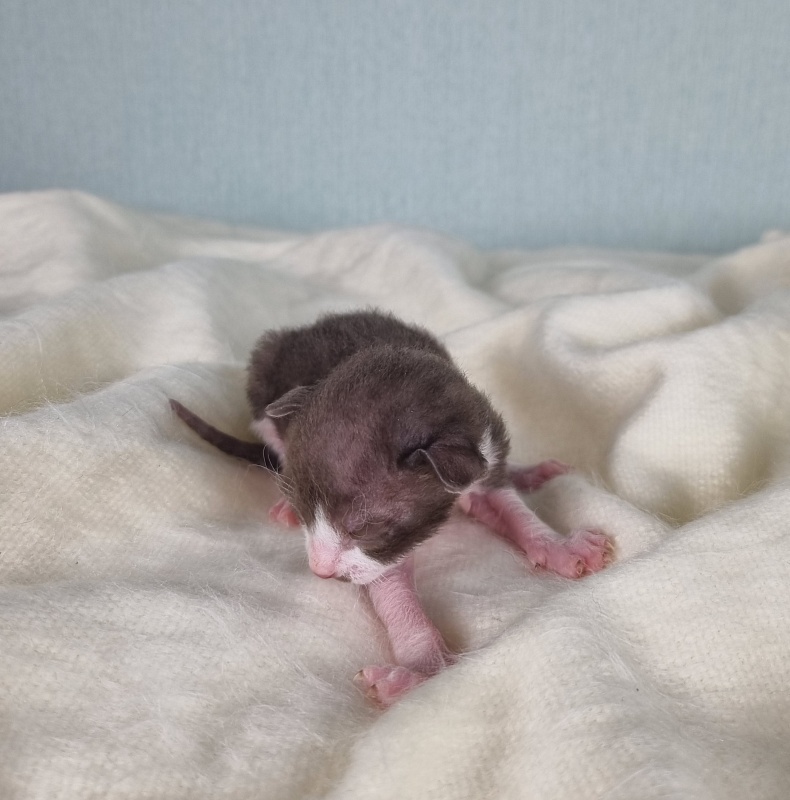 Din'-Din' Elemani Dream - Kitten cornish rex 1 week