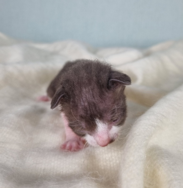 Din'-Din' Elemani Dream - Kitten cornish rex 1 week
