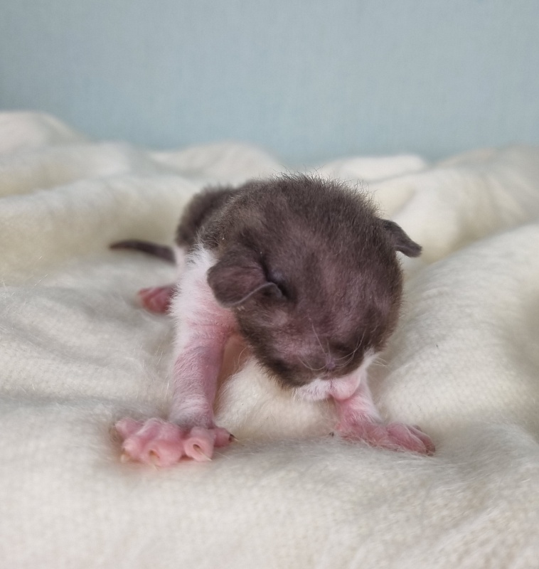 Din'-Din' Elemani Dream - Kitten cornish rex 1 week