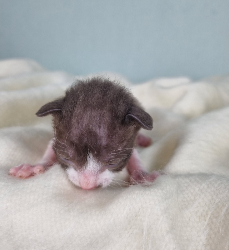 Din'-Din' Elemani Dream - Kitten cornish rex 1 week