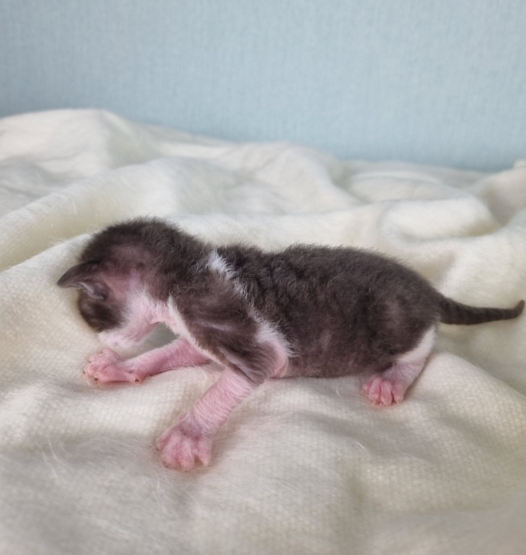 Din'-Din' Elemani Dream - Kitten cornish rex 1 week