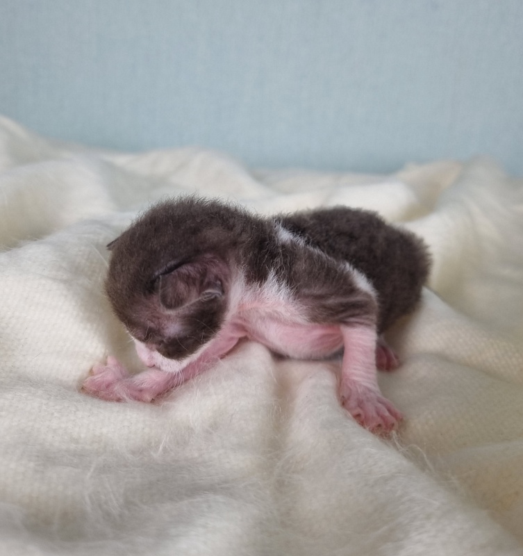 Din'-Din' Elemani Dream - Kitten cornish rex 1 week