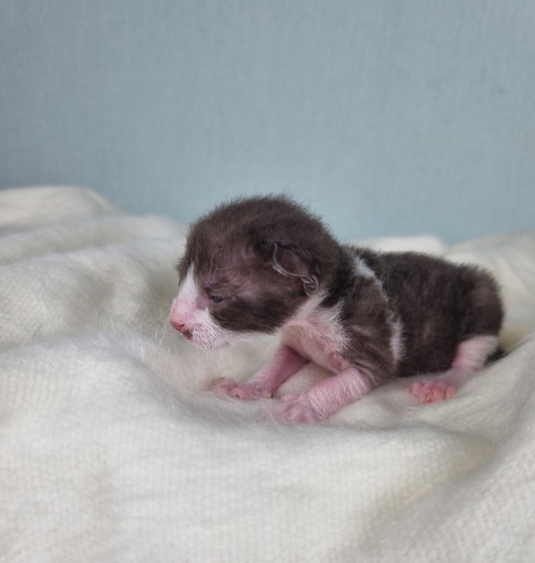 Din'-Din' Elemani Dream - Kitten cornish rex 1 week