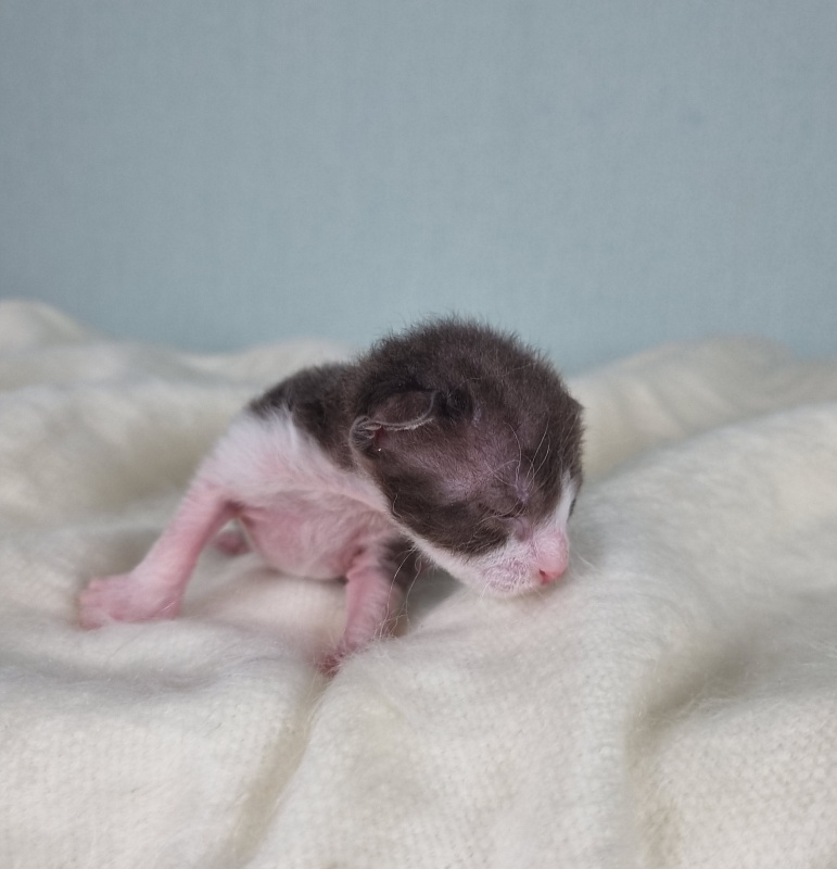 Din'-Din' Elemani Dream - Kitten cornish rex 1 week