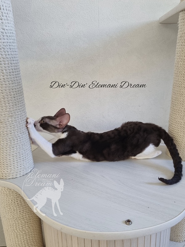 Din'-Din' Elemani Dream - Kitten cornish rex 4 months