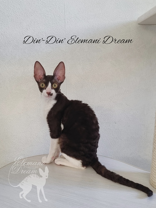 Din'-Din' Elemani Dream - Kitten cornish rex 4 months