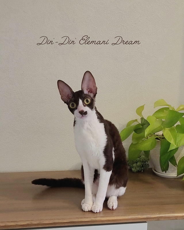 Din'-Din' Elemani Dream - Adult cornish rex 10 months 2 weeks