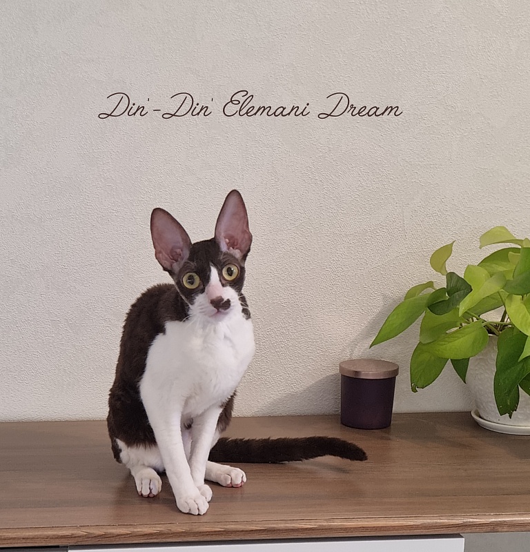 Din'-Din' Elemani Dream - Adult cornish rex 10 months 2 weeks