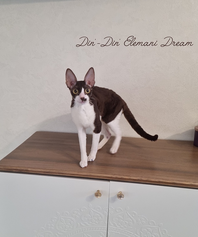 Din'-Din' Elemani Dream - Adult cornish rex 10 months 2 weeks