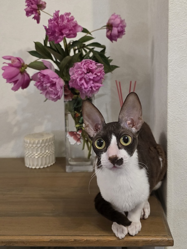 Din'-Din' Elemani Dream - Adult cornish rex 1 year 2 months 3.5 weeks