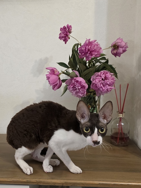 Din'-Din' Elemani Dream - Adult cornish rex 1 year 2 months 3.5 weeks