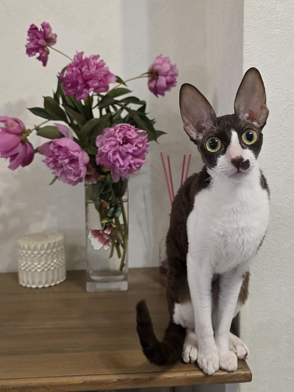 Din'-Din' Elemani Dream - Adult cornish rex 1 year 2 months 3.5 weeks