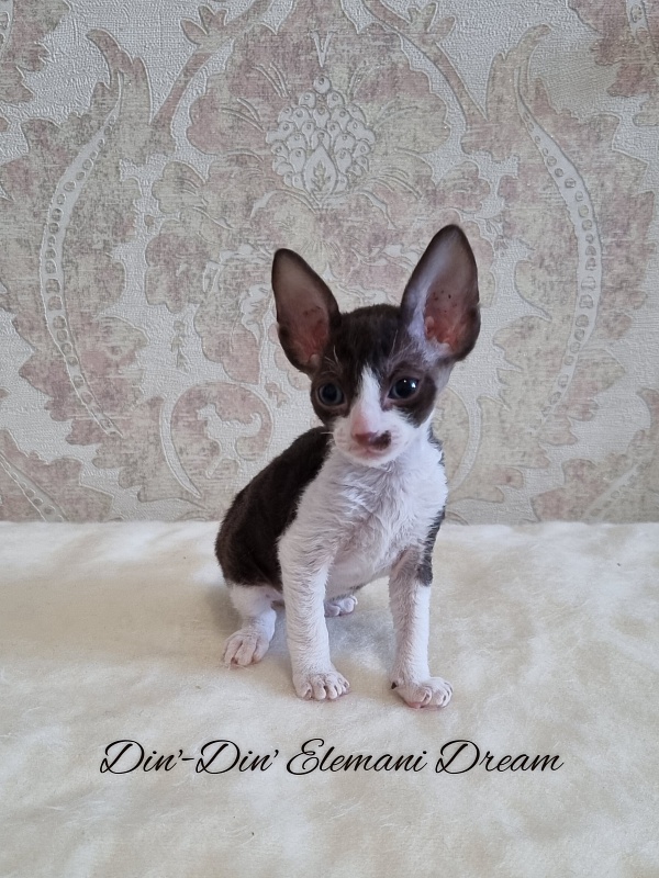 Din'-Din' Elemani Dream - Kitten cornish rex 1 month 0.5 weeks