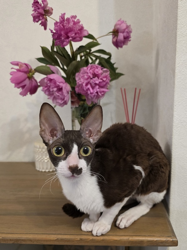 Din'-Din' Elemani Dream - Adult cornish rex 1 year 2 months 3.5 weeks