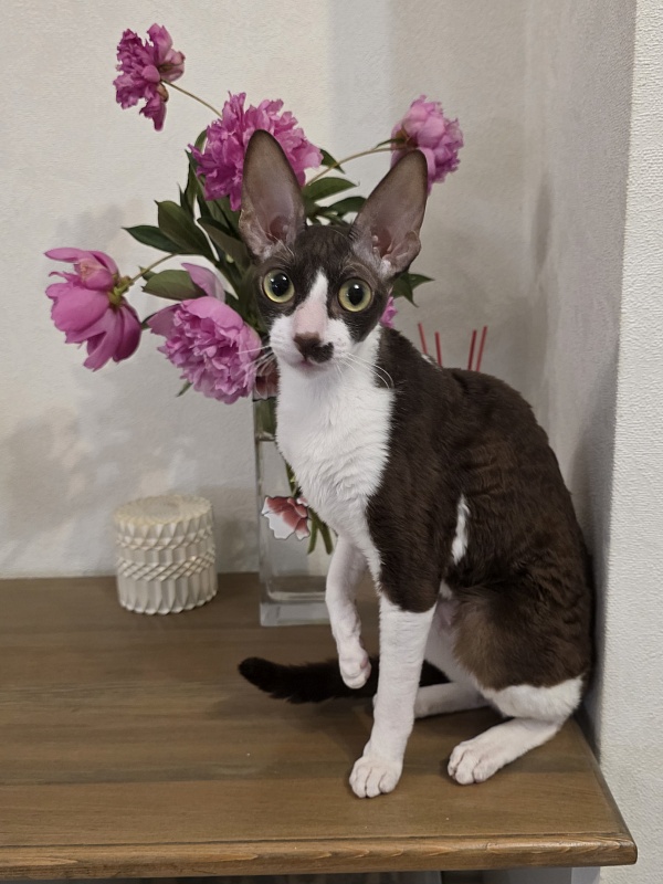 Din'-Din' Elemani Dream - Adult cornish rex 1 year 2 months 3.5 weeks