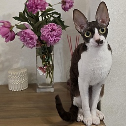 Din'-Din' Elemani Dream