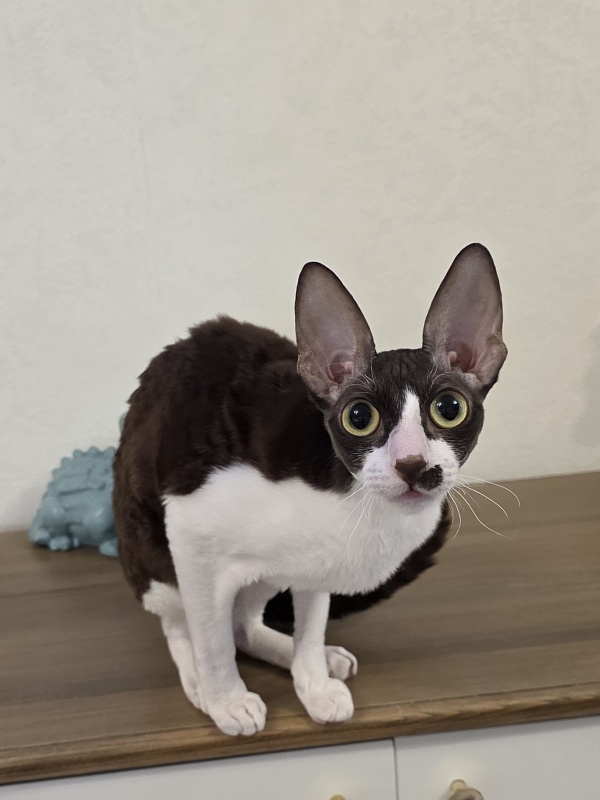 Din'-Din' Elemani Dream - Adult cornish rex 1 year 2 months 3.5 weeks