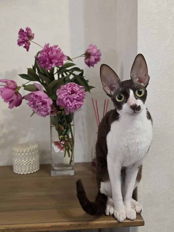 Din'-Din' Elemani Dream - Adult cornish rex 1 year 2 months 3.5 weeks