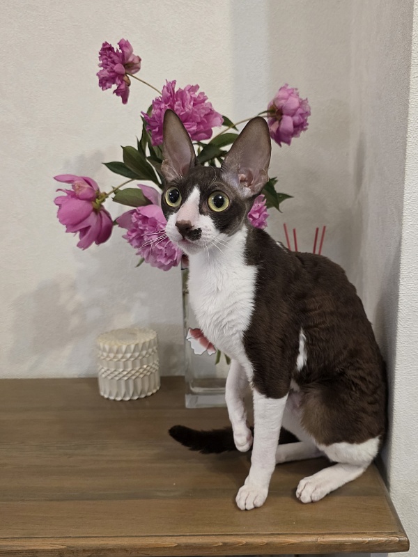 Din'-Din' Elemani Dream - Adult cornish rex 1 year 2 months 3.5 weeks
