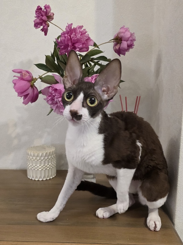 Din'-Din' Elemani Dream - Adult cornish rex 1 year 2 months 3.5 weeks