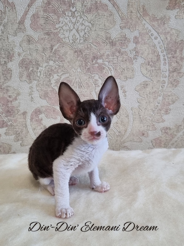 Din'-Din' Elemani Dream - Kitten cornish rex 1 month 0.5 weeks