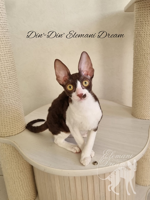 Din'-Din' Elemani Dream - Kitten cornish rex 4 months