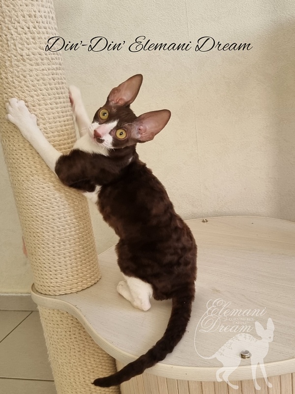 Din'-Din' Elemani Dream - Kitten cornish rex 4 months
