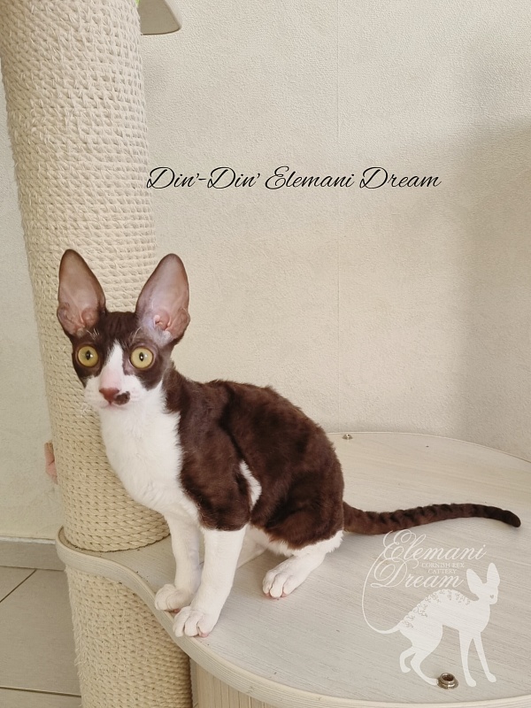 Din'-Din' Elemani Dream - Kitten cornish rex 4 months
