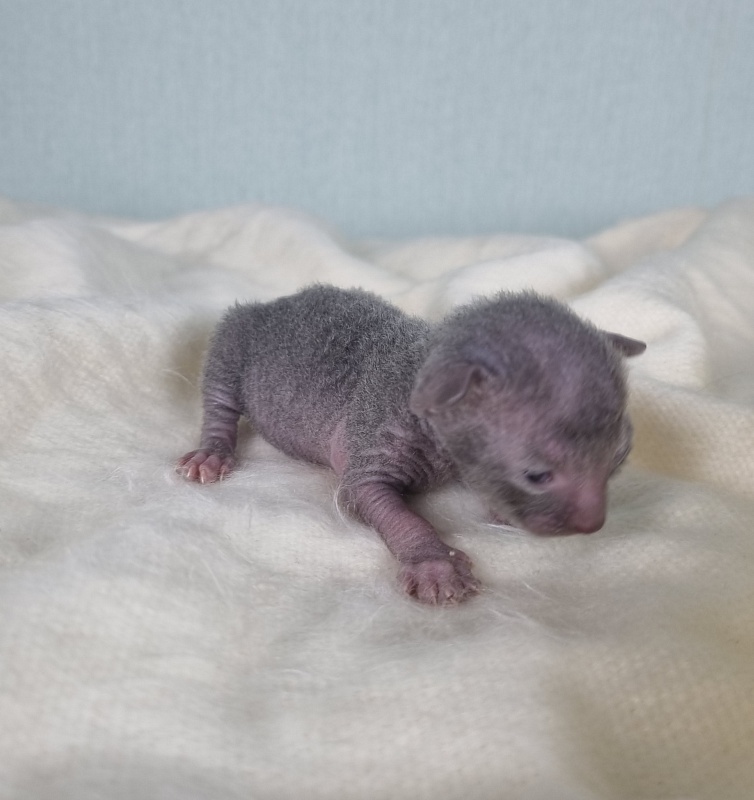 Donna Roza Elemani Dream - Kitten cornish rex 1 week