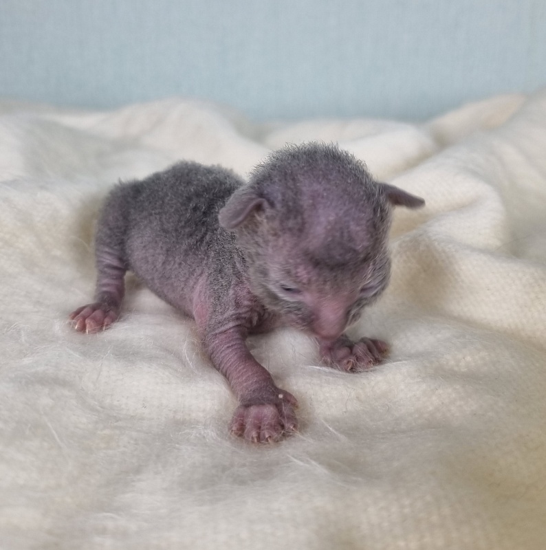 Donna Roza Elemani Dream - Kitten cornish rex 1 week