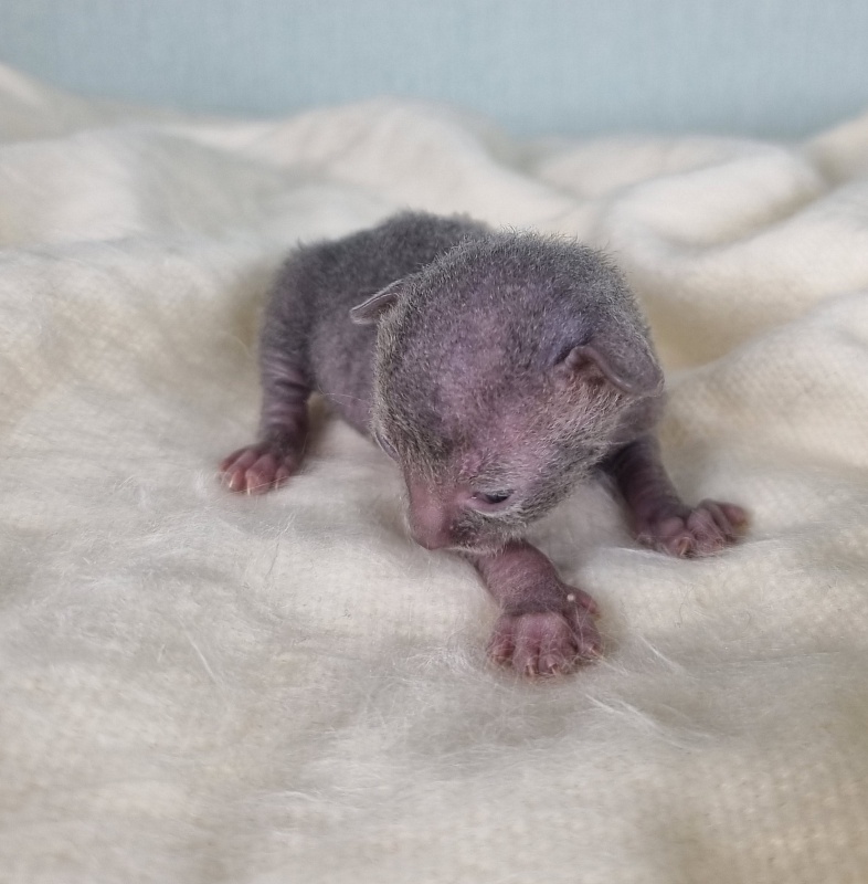Donna Roza Elemani Dream - Kitten cornish rex 1 week
