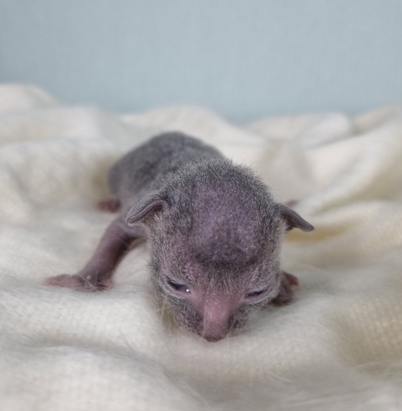 Donna Roza Elemani Dream - Kitten cornish rex 1 week
