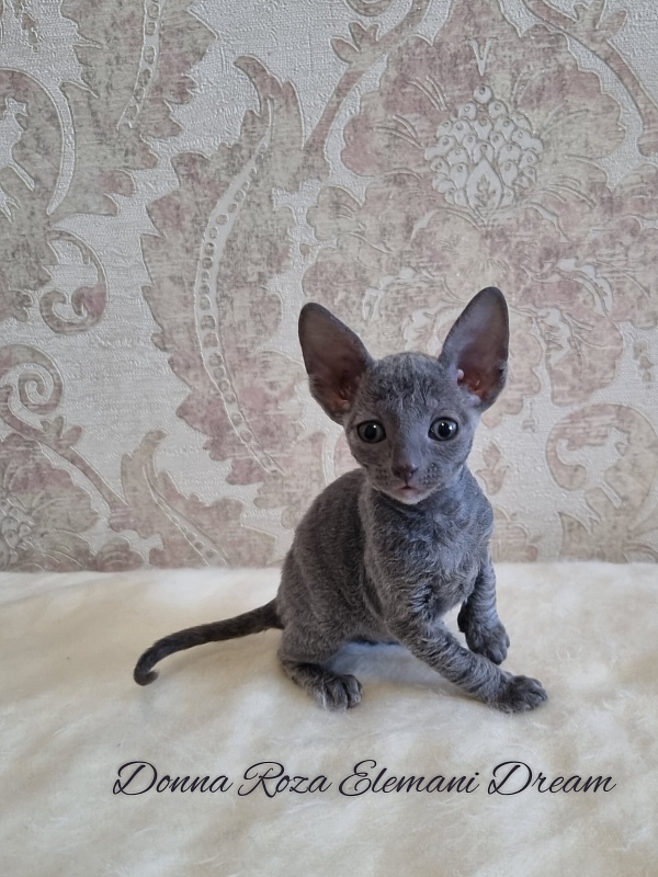 Donna Roza Elemani Dream - Kitten cornish rex 1 month 0.5 weeks