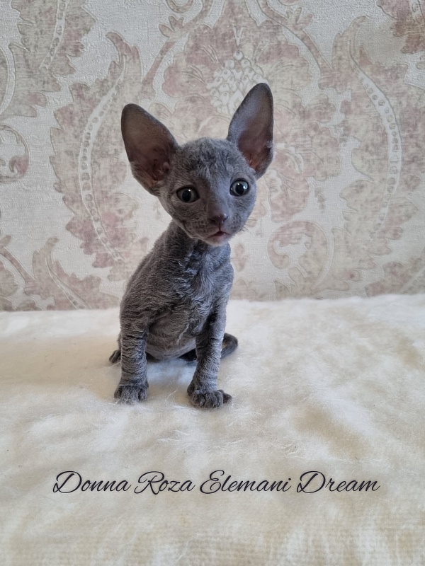 Donna Roza Elemani Dream - Kitten cornish rex 1 month 0.5 weeks