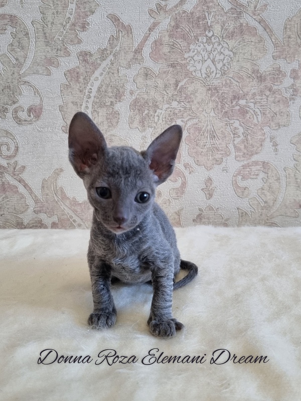 Donna Roza Elemani Dream - Kitten cornish rex 1 month 0.5 weeks