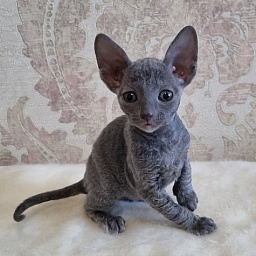 Donna Roza Elemani Dream