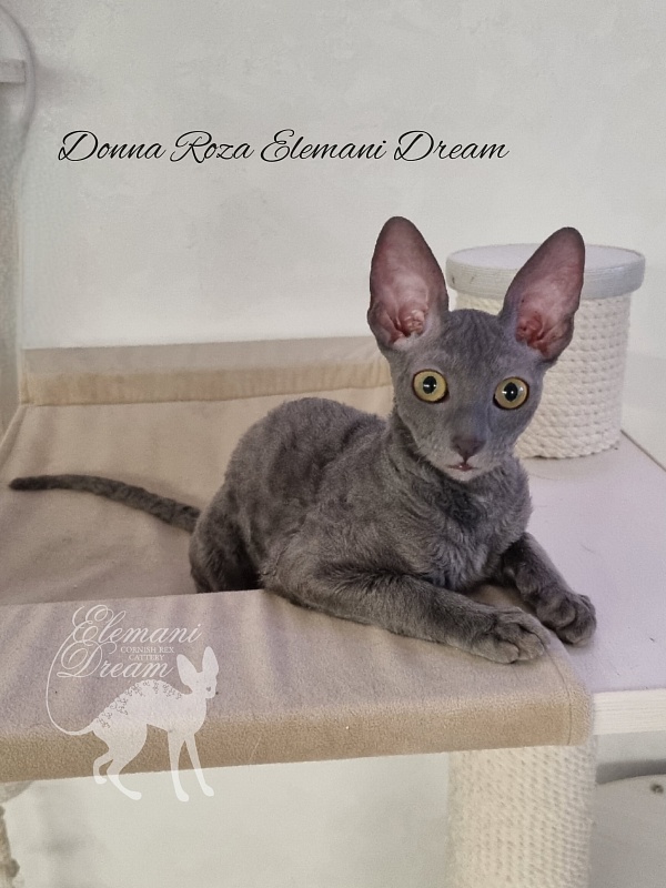 Donna Roza Elemani Dream - Kitten cornish rex 4 months