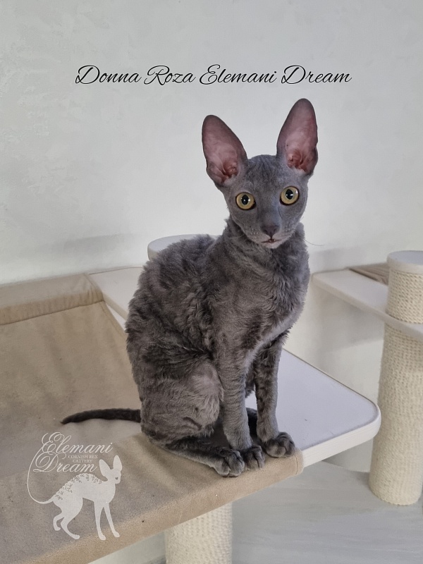 Donna Roza Elemani Dream - Kitten cornish rex 4 months
