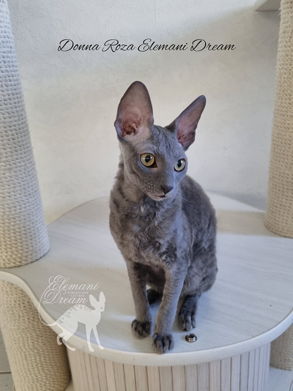 Donna Roza Elemani Dream - Kitten cornish rex 4 months
